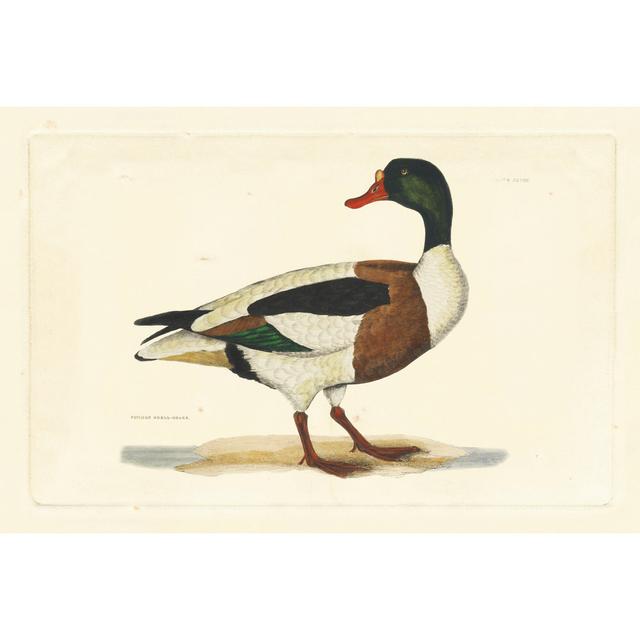 Selby Duck II - Wrapped Canvas Art Prints August Grove Size: 30cm H x 46cm W x 3.8cm D on Productcaster.