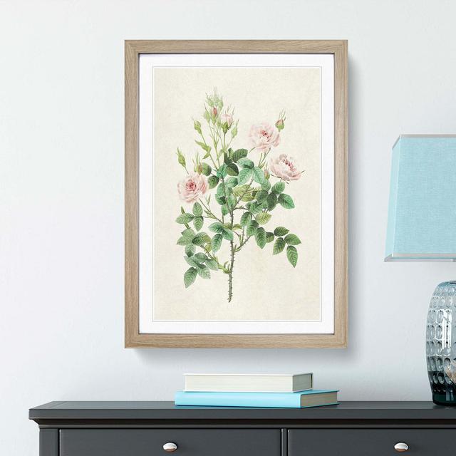 Pompon Roses by Pierre-Joseph Redoute - Picture Frame Painting Print East Urban Home Frame Option: Oak Framed, Size: 36cm H x 27cm W x 2cm D on Productcaster.