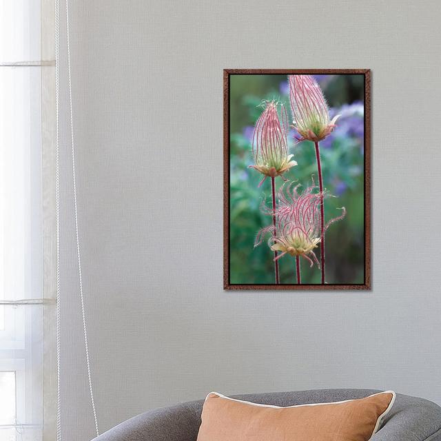 Prairie Smoke, Okanagan Valley, British Columbia, Canada by Tim Fitzharris - Gallery-Wrapped Canvas Giclée on Canvas 17 Stories Format: Classic Wood F on Productcaster.