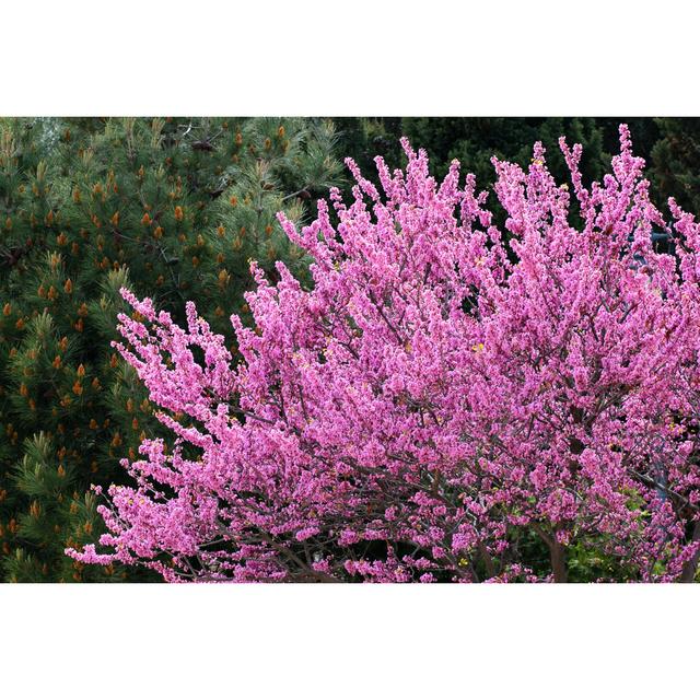 Redbud Trees by Aquatarkus - Wrapped Canvas Photograph Marlow Home Co. Size: 61cm H x 91cm W on Productcaster.