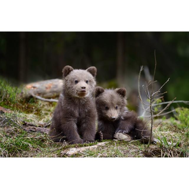 Pape Pape Brown Bear Cubs - Wrapped Canvas Photograph Alpen Home Size: 30cm H x 46cm W x 3.8cm D on Productcaster.