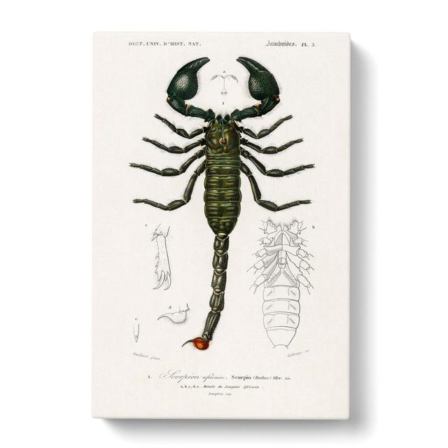 The Emperor Scorpion by Charles d' Orbigny - Wrapped Canvas Art Print East Urban Home Size: 60cm H x 40cm W x 3cm D on Productcaster.