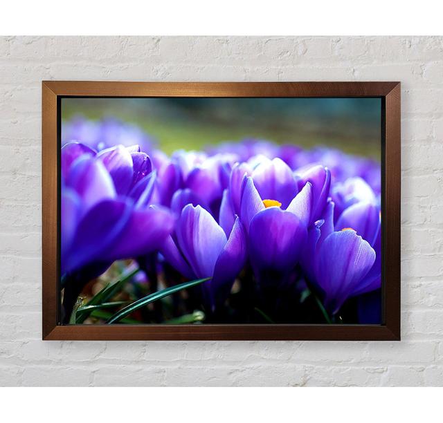 Purple Crocus Garden - Single Picture Frame Art Prints Bright Star Size: 100cm H x 141.4cm W on Productcaster.