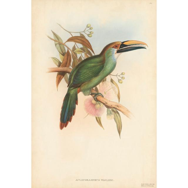 Tropical Toucans I by John Gould - Unframed Painting on Canvas Bay Isle Home Size: 76cm H x 51cm W x 3.8cm D on Productcaster.