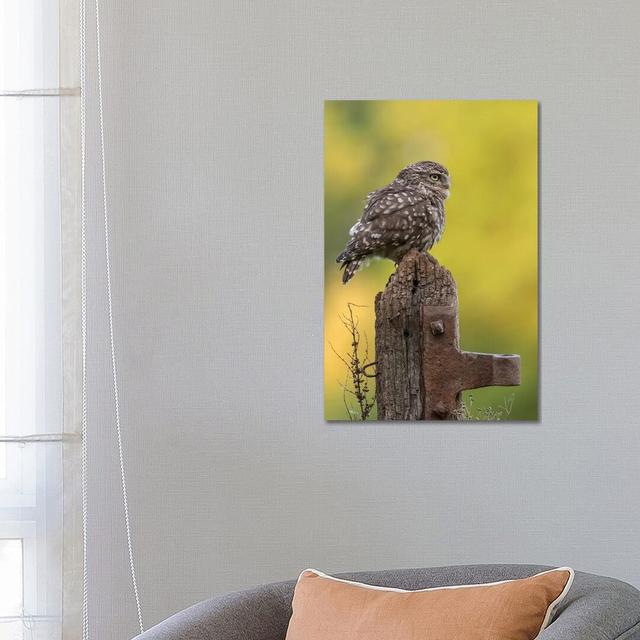 Resting Little Owl by Dean Mason - Print on Canvas Ebern Designs Format: Wrapped Canvas, Size: 66.04cm H x 45.72cm W x 1.91cm D on Productcaster.