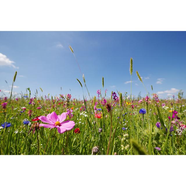 Summer Meadow by AntiMartina - Wrapped Canvas Print 17 Stories Size: 61cm H x 91cm W on Productcaster.