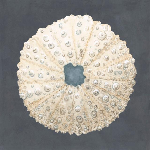 Shell on Slate VII by Megan Meagher - Wrapped Canvas Painting House of Hampton Size: 91cm H x 91cm W on Productcaster.