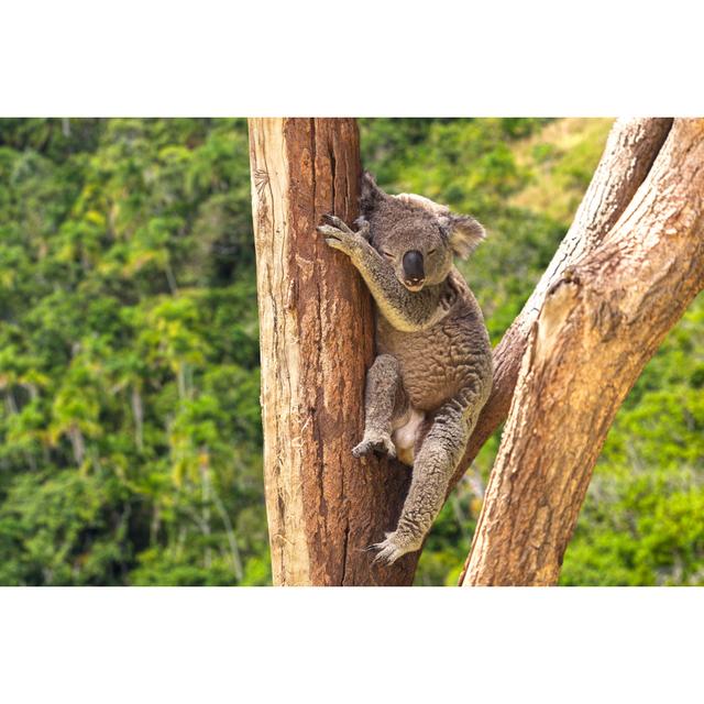 Cute Koala In The Forest, Australia by Filipefrazao - No Frame Print on Canvas Alpen Home Size: 60cm H x 90cm W on Productcaster.