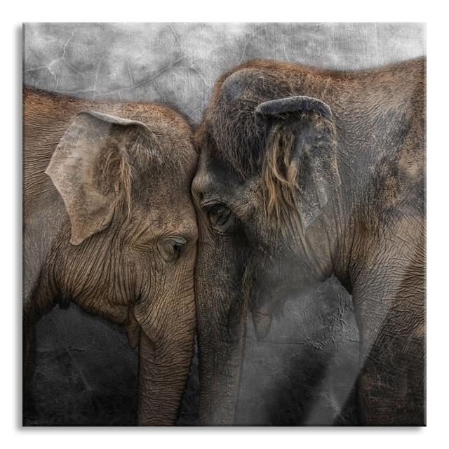 Cuddling Old Elephant Couple - Unframed Photograph on Glass Bloomsbury Market Size: 80cm H x 80cm W x 0.4cm D on Productcaster.