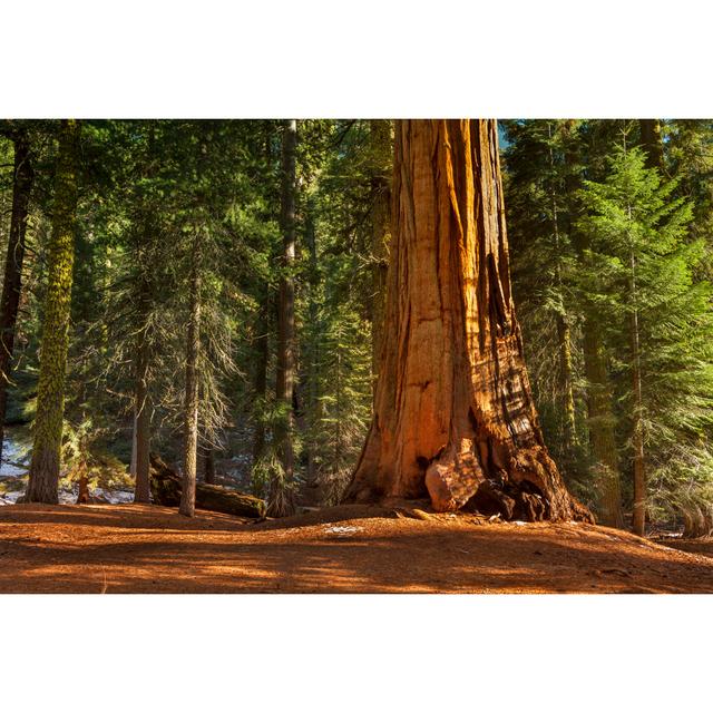 General Grant Grove Trees by Pgiam - No Frame Art Prints on Canvas Alpen Home Size: 61cm H x 91cm W on Productcaster.