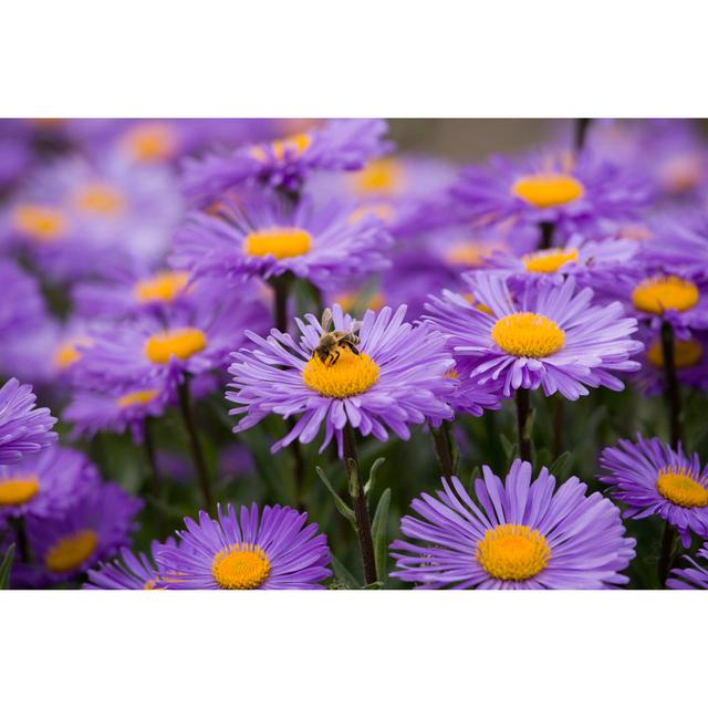 Bed Of Purple Daisies by Ailime - Wrapped Canvas Art Prints 17 Stories Size: 51cm H x 76cm W x 3.8cm D on Productcaster.