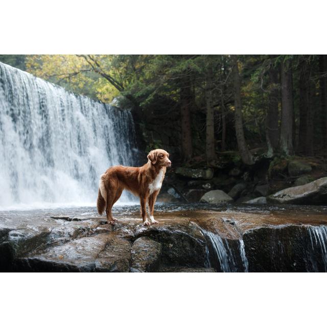 Dog by the Waterfall by Anna-Av - Wrapped Canvas Photograph Alpen Home Size: 30cm H x 46cm W on Productcaster.