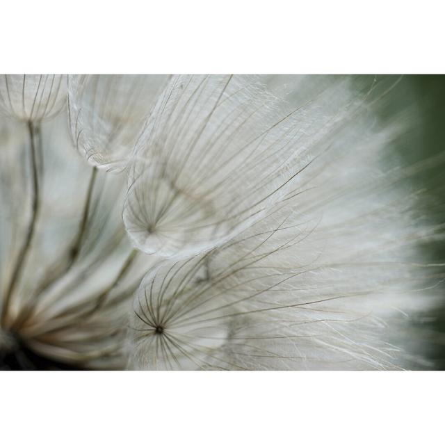 Macro Dandelion VI by Renée W. Stramel - Wrapped Canvas Print Ebern Designs Size: 81cm H x 122cm W on Productcaster.