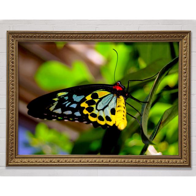 Beautiful Colourful Butterfly - Single Picture Frame Art Prints August Grove Size: 84.1cm H x 118.9cm W on Productcaster.