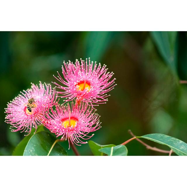 Honey Bee Pollinating Pink Blossom by Imamember - Wrapped Canvas Print Latitude Run Size: 61cm H x 91cm W on Productcaster.