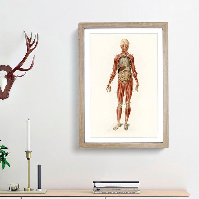 Anatomical Illustration of a Male by Charles d'Orbigny - Picture Frame Graphic Art Print on Paper East Urban Home Size: 45cm H x 33cm W x 2cm D, Frame on Productcaster.