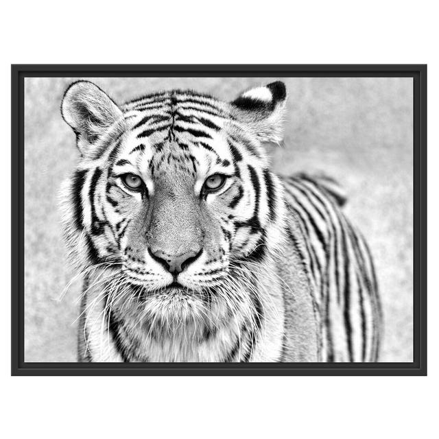 Gerahmtes Wandbild Anmutiger Tiger in B&W East Urban Home Größe: 60 cm H x 80 cm B on Productcaster.