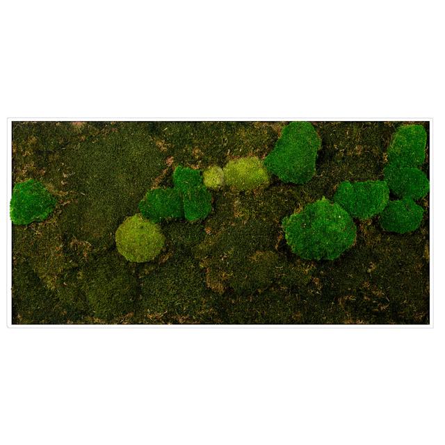 Moss picture approx. 60 x 120cm, motif "Mix Moss" - white Ebern Designs on Productcaster.