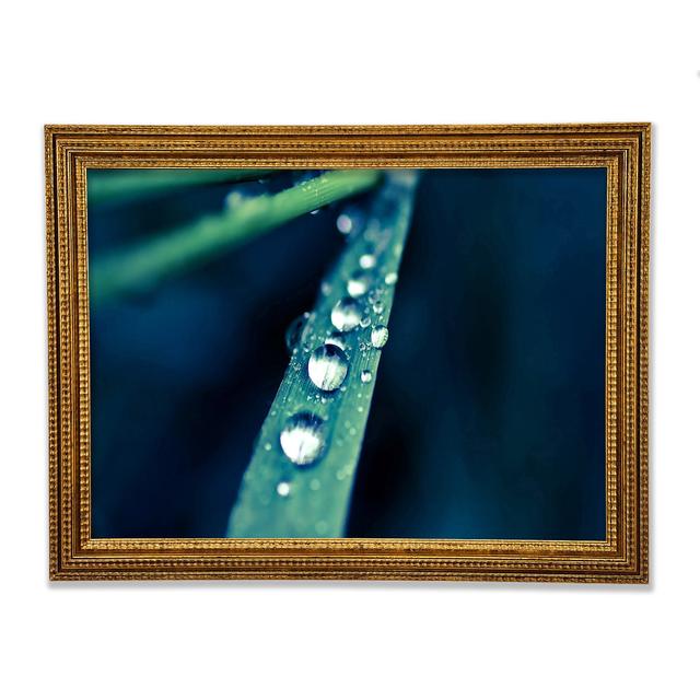 Grass Dew Macro - Single Picture Frame Art Prints Ebern Designs Size: 84.1cm H x 118.9cm W x 3cm D on Productcaster.