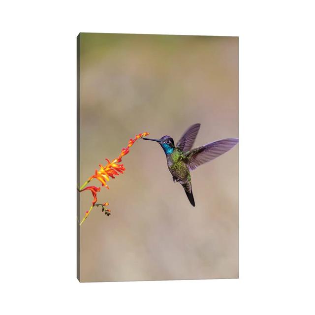 Central America, Costa Rica. Male Talamanca Hummingbird Feeding. Latitude Run Size: 45.72cm H x 30.48cm W x 1.91cm D on Productcaster.