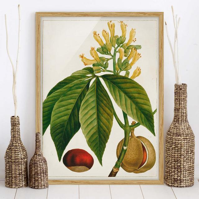 Tableau Leaf Blossom Fruit VI - Picture Frame Graphic Art Brambly Cottage Frame Option: Brown Framed on Productcaster.