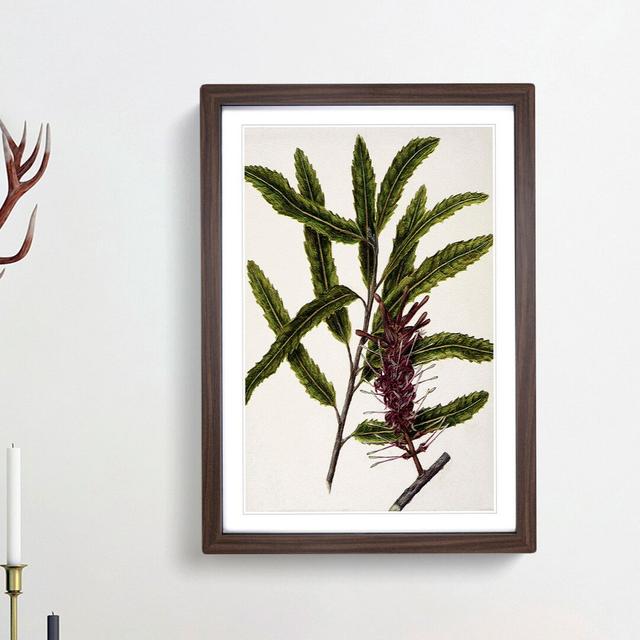 Rewarewa Flowers by Sarah Featon - Picture Frame Painting Print East Urban Home Size: 48cm H x 36cm W x 2cm D, Frame Option: Walnut Framed on Productcaster.