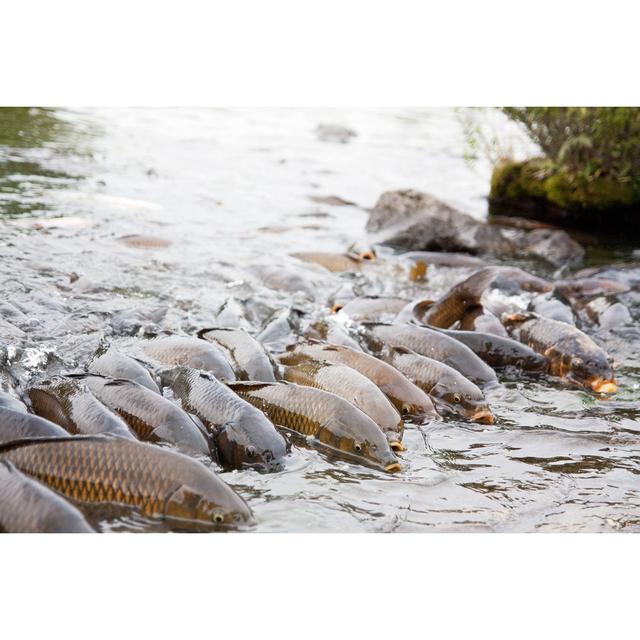 Rush Crowded Of Carp - Wrapped Canvas Photograph House of Hampton Size: 61cm H x 91cm W x 3.8cm D on Productcaster.