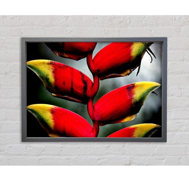 Heliconia Pendula Inflorescence - Print Bright Star Size: 59.7cm H x 84.1cm W x 3.3cm D on Productcaster.