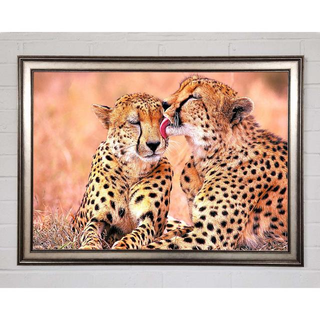 South African Cheetahs - Single Picture Frame Art Prints Brayden Studio Size: 42cm H x 59.7cm W x 1.5cm D on Productcaster.