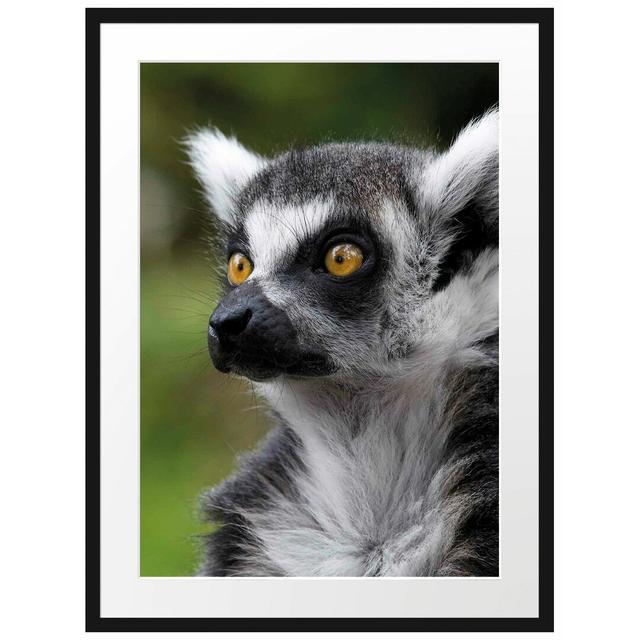 Neugieriger Ringelschwanzlemur Gerahmter fotografischer Kunstdruck East Urban Home Größe: 80 cm H x 60 cm B on Productcaster.