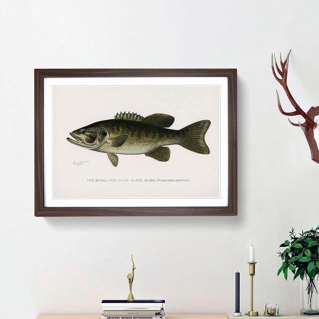 Small-Mouthed Black Bass by Sherman F. Denton - Picture Frame Painting Print East Urban Home Frame Option: Walnut Framed, Size: 27cm H x 36cm W x 2cm on Productcaster.