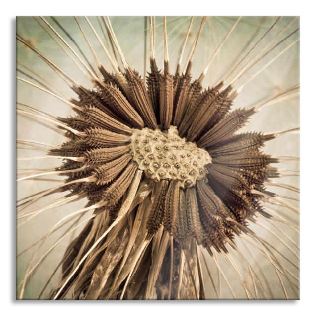 Dried Dandelion - No Frame Print on Glass Ophelia & Co. Size: 70cm H x 70cm W x 0.4cm D on Productcaster.