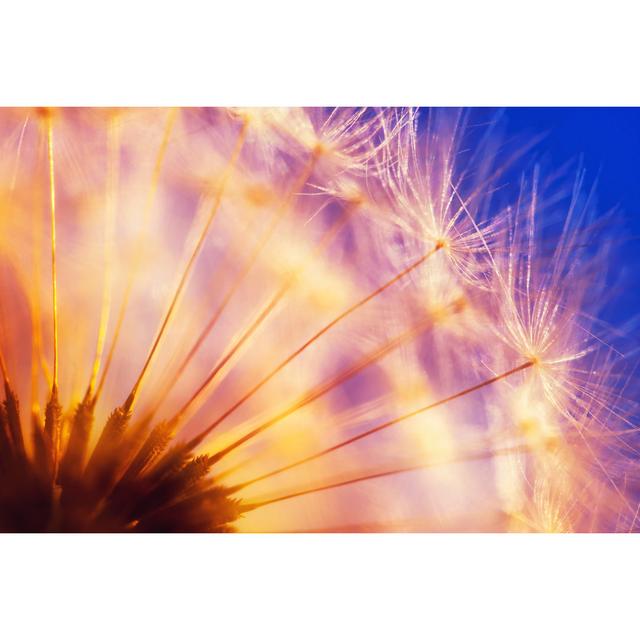 Baccus Ripe Fruits Of Dandelion - Wrapped Canvas Photograph Latitude Run Size: 51cm H x 76cm W x 3.8cm D on Productcaster.