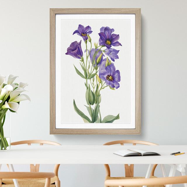 Eustoma Russelianum by Mary Vaux Walcott - Picture Frame Painting East Urban Home Frame Option: Oak Framed, Size: 36cm H x 27cm W x 2cm D on Productcaster.