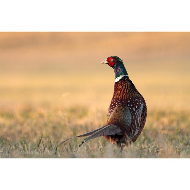 Pheasant by Adam Fichna - Wrapped Canvas Photograph Ebern Designs Size: 20cm H x 30cm W on Productcaster.