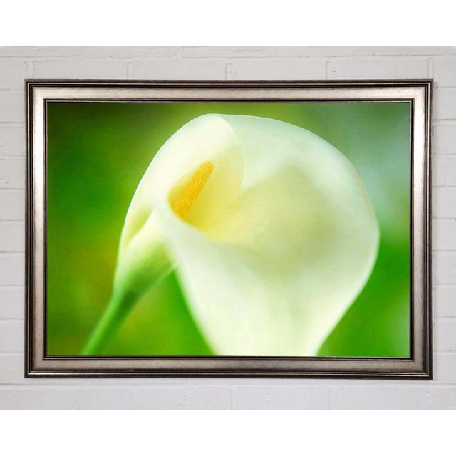 Single White Calla Lily - Single Picture Frame Art Prints Brayden Studio Size: 84.1cm H x 118.9cm W x 1.5cm D on Productcaster.