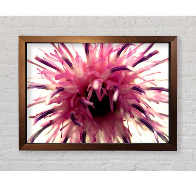 Pink Flower Head Explosion - Single Picture Frame Art Prints Bright Star Size: 100cm H x 141.4cm W x 3.4cm D on Productcaster.