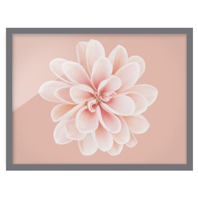 Dahlia Pink Pastel White Centered - Picture Frame Graphic Art Ebern Designs Frame Option: Grey Framed, Size: 50cm H x 70cm W x 2cm D on Productcaster.