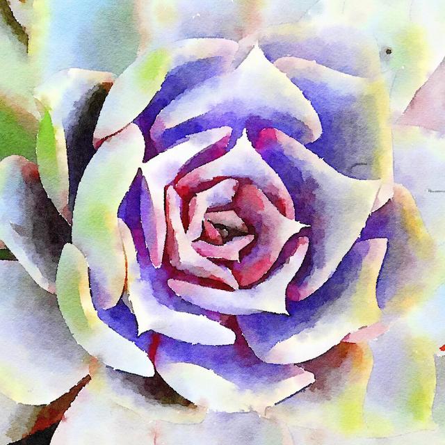 Succulente II by Vicki Gladle Bolick - Wrapped Canvas Painting Bloomsbury Market Size: 76cm H x 76cm W on Productcaster.