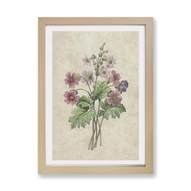 'Chinese Primrose Flowers' by Pierre-Joseph Redoute - Picture Frame Painting Print on Paper East Urban Home Frame Option: Oak, Size: 45cm H x 63cm W x on Productcaster.