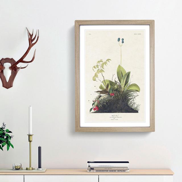 Wood Wren by John James Audubon - Picture Frame Painting Print East Urban Home Frame Option: Oak Framed, Size: 36cm H x 27cm W x 2cm D on Productcaster.