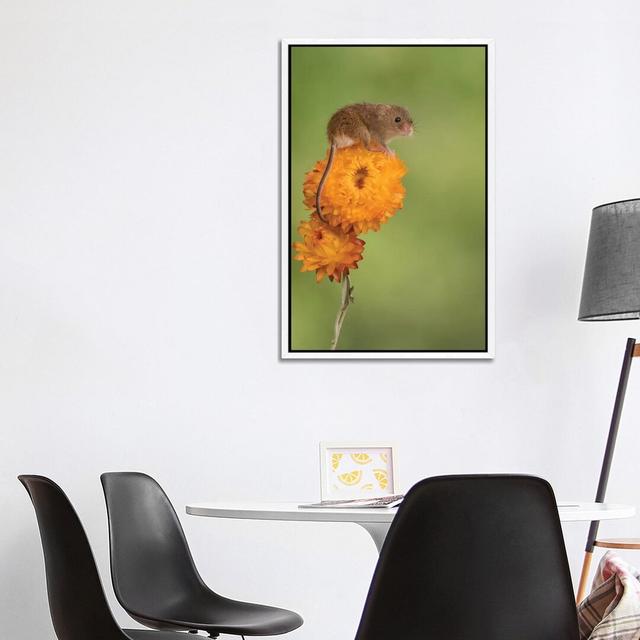 Harvest Mouse on Flower by Dean Mason - Photograph Print on Canvas Ebern Designs Size: 101.6cm H x 66.04cm W x 3.81cm D, Format: White Framed on Productcaster.