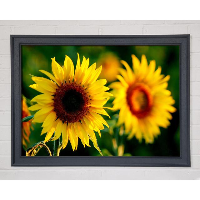 Sunflower Duo - Single Picture Frame Art Prints August Grove Size: 29.7cm H x 42cm W on Productcaster.