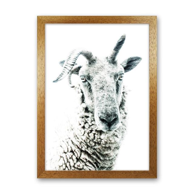 Sheep by Victoria Frost - Photograph Print Union Rustic Size: 88cm H x 64cm W x 3cm D, Format: Oak Framed on Productcaster.