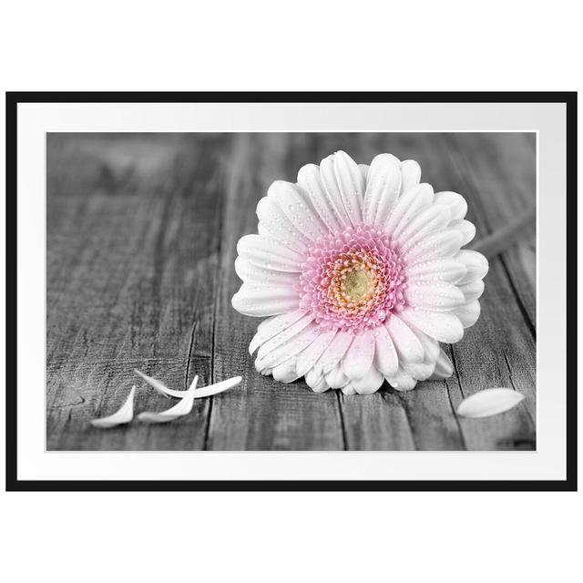 Gerahmtes Poster Pinke Gerbera auf rustikalem Boden East Urban Home Größe: 70 cm H x 100 cm B on Productcaster.