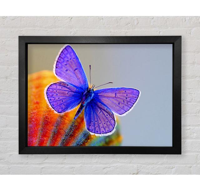 Stunning Butterfly - Print Bright Star Size: 84.1cm H x 118.9cm W x 3.4cm D on Productcaster.