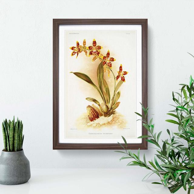 Magnolia Flowers Illustration Tab. 86 by Frederick Sander - Picture Frame Painting Print East Urban Home Size: 50cm H x 35cm W x 2cm D, Frame Option: on Productcaster.