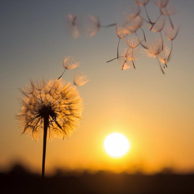 Silhouette Of Dandelion Against The Backdrop Of The Setting Sun. Ebern Designs Size: 30cm H x 30cm W x 3.8cm D on Productcaster.