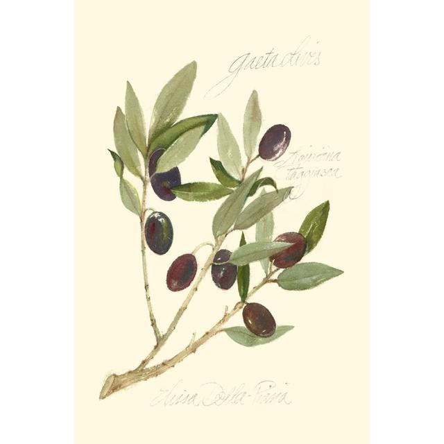 Gaeta Olives by Elissa Della-Piana - Wrapped Canvas Painting August Grove Size: 122cm H x 81cm W on Productcaster.