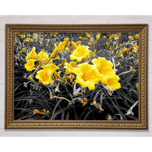 Trumpet Flowers On B N W - Print Bright Star Size: 29.7cm H x 42cm W on Productcaster.